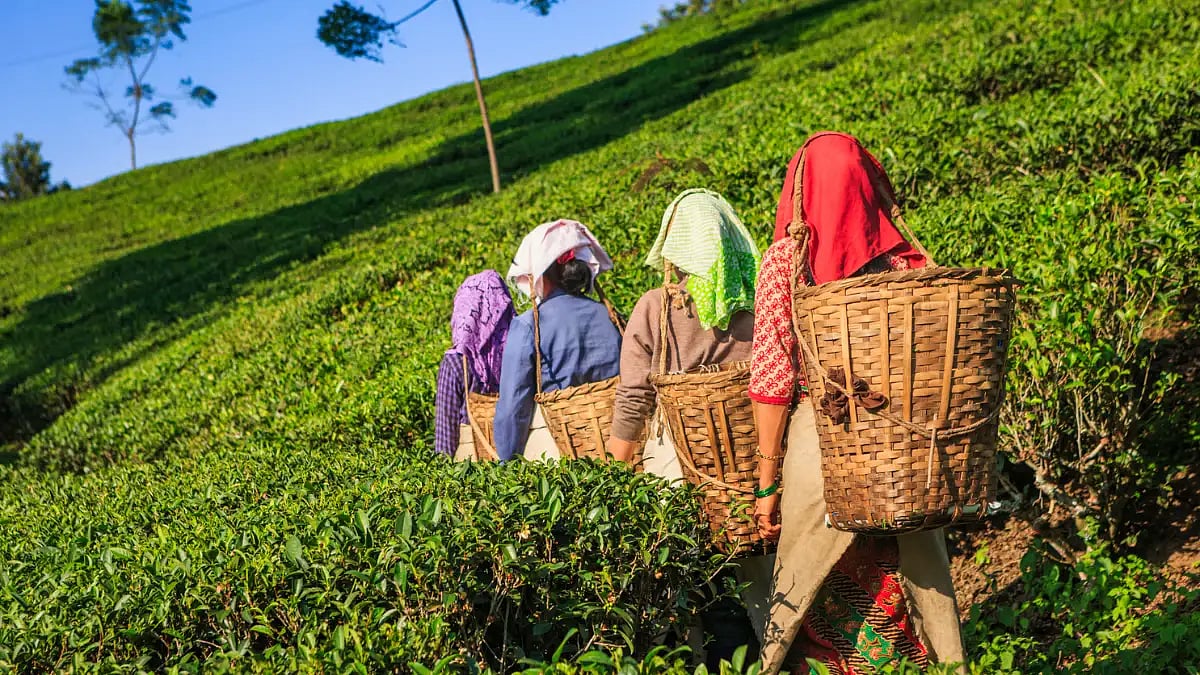 tea production 