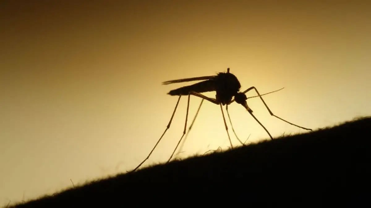 mosquito biting a person