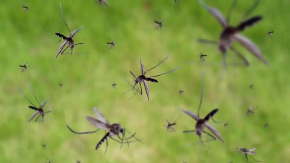 a group of mosquitos flying