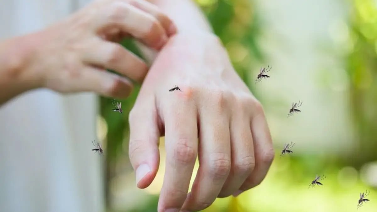 mosquito biting a person