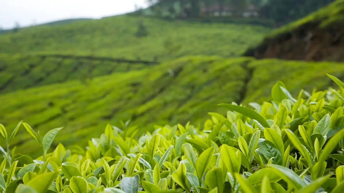 tea garden in darjeeling 