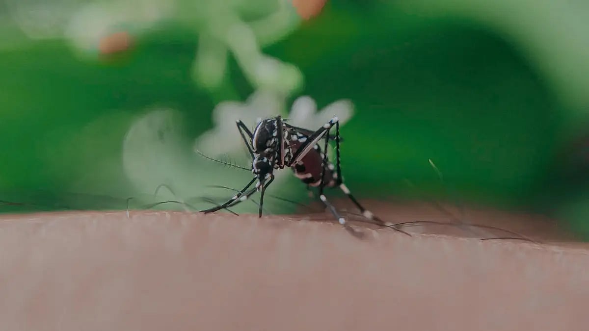 mosquito biting a person