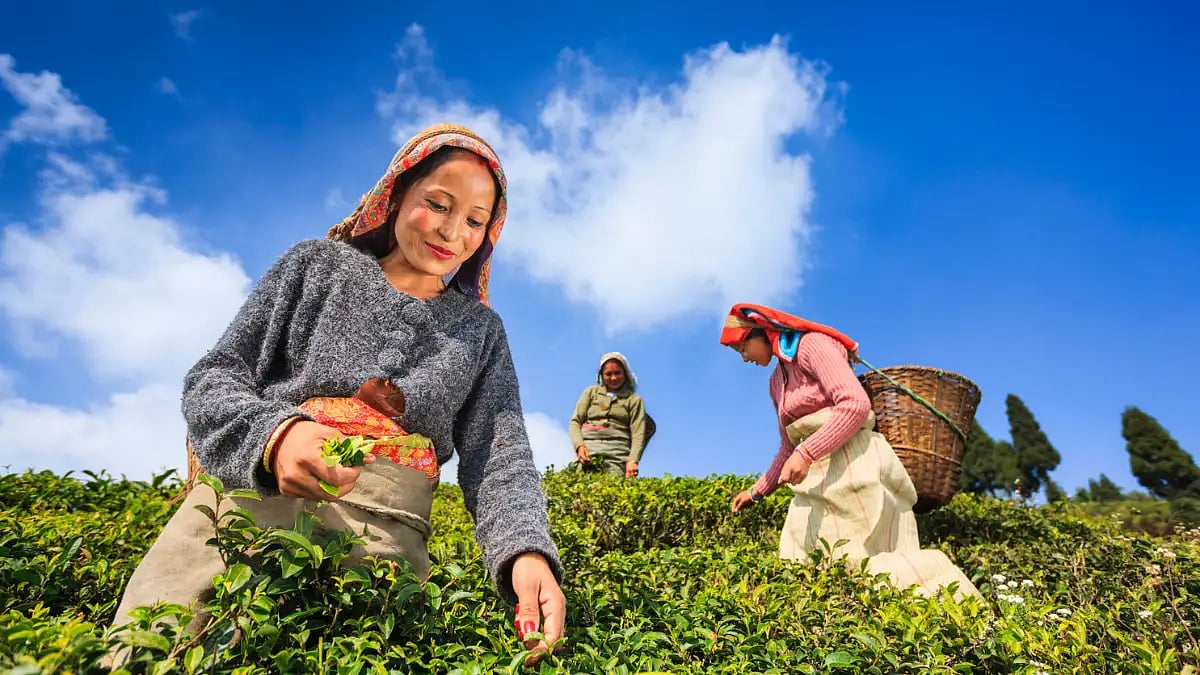 tea leaves are being plucked