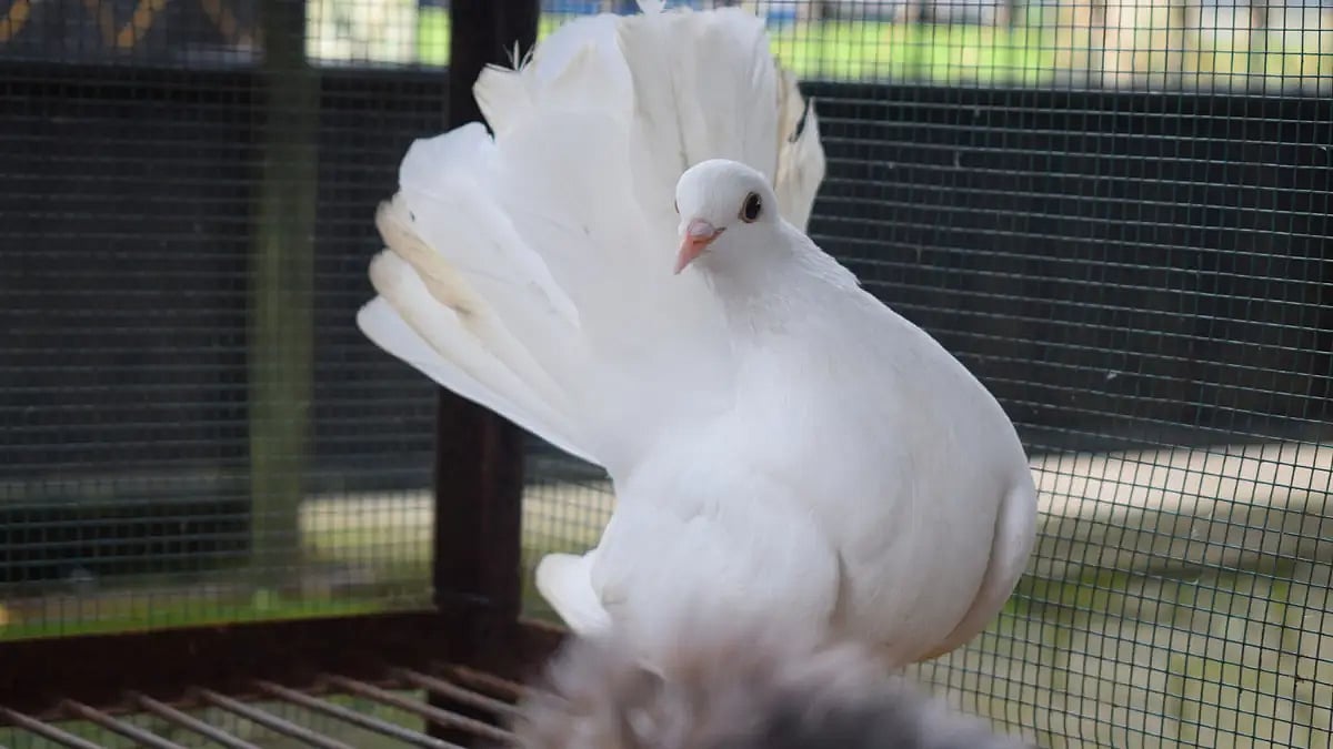 Belgian Homer pigeons