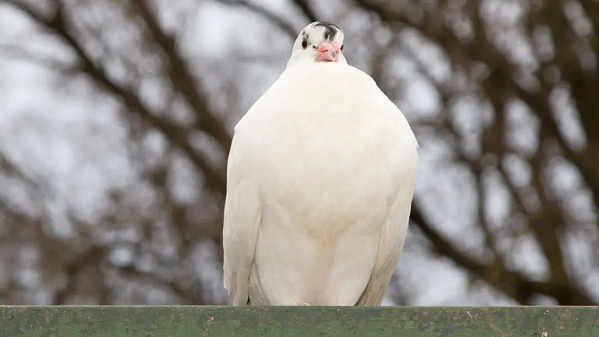 Carrier pigeons took news