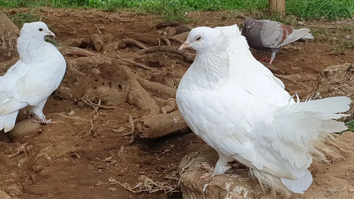 igeons can detect magnetic fields