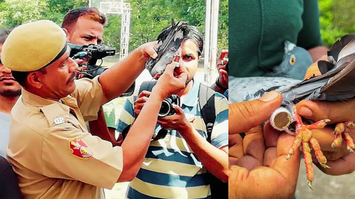 Carrier pigeons took news