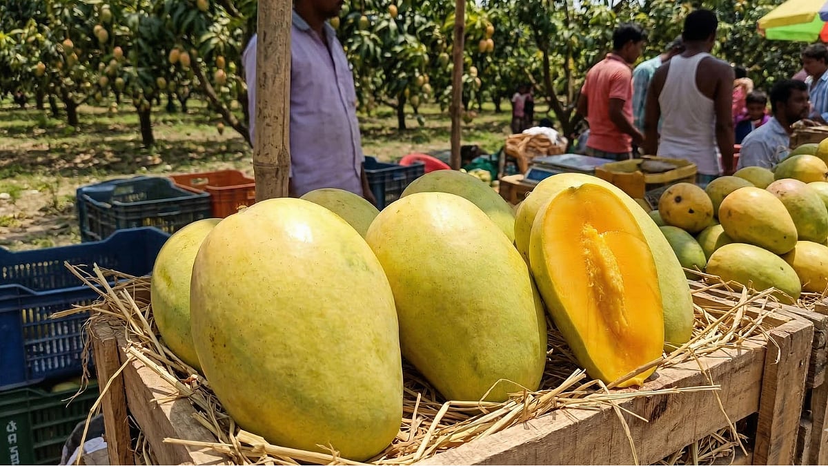 Malda Fazli Mango