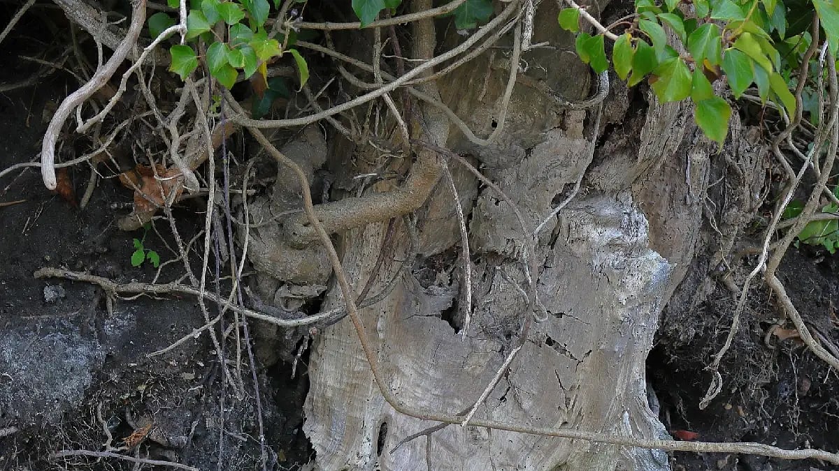 tree root