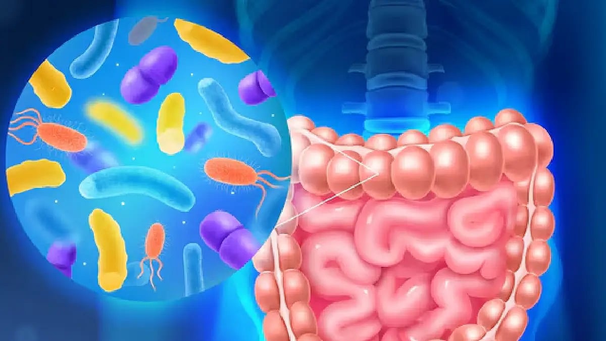 Gut Bacteria