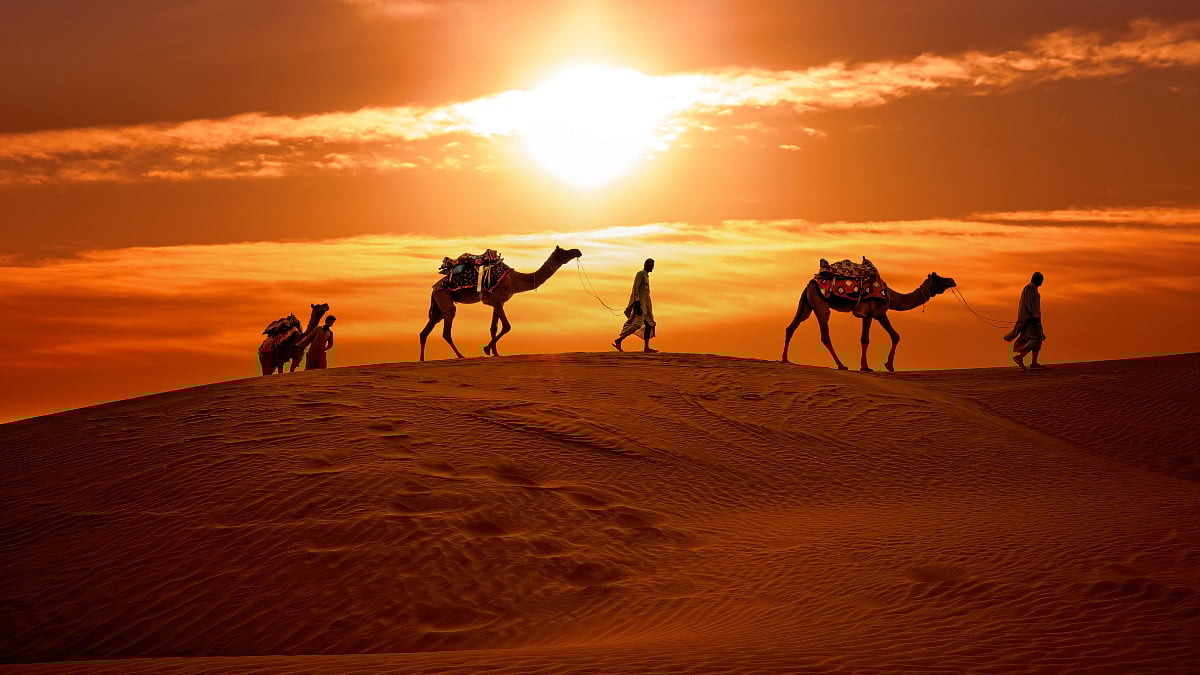 A group pf camel at desert