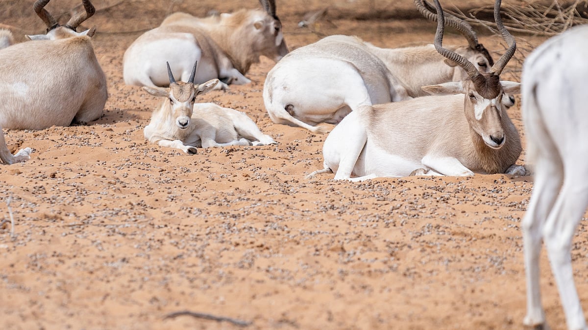 Desert Dear resting at desert
