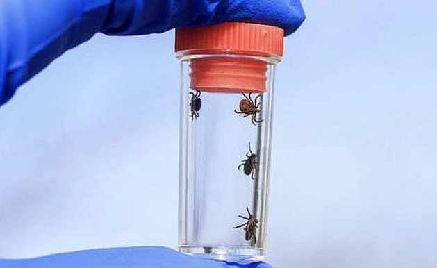 Tukli mushuklar kompilyatsiyasi, yaqindan, ruscha Tukli mushuklar kompilyatsiyasi, yaqindan, ruscha