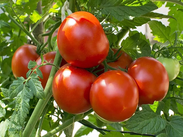 Yalangoch hind yulduzlari