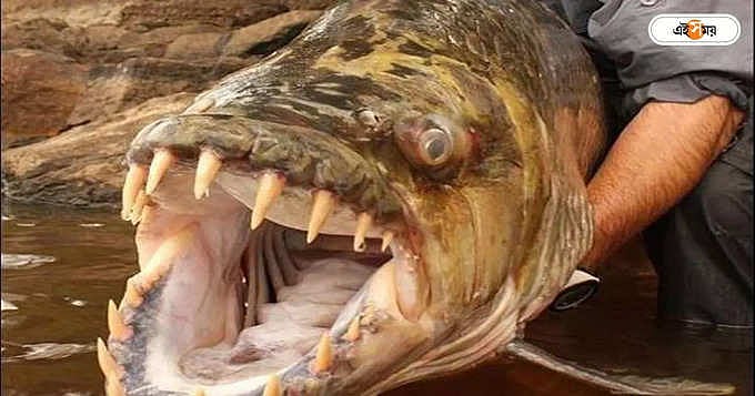 Most Dangerous Fish: ছুরির মতো দাঁত আর গায়ের কাঁটায় বিষ! বিশ্বের ...