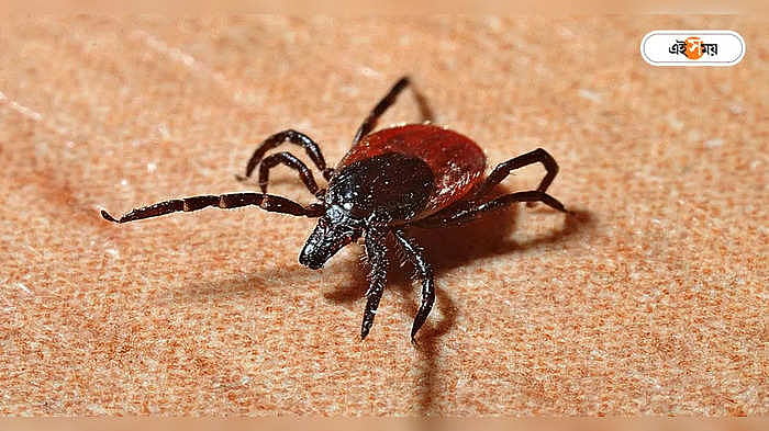 Dangerous Insects: ঝাঁকে ঝাঁকে শহরে ঢুকছে ক্ষুদে রক্ত চোষা! আতঙ্কে ...