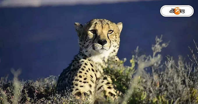 Cheetah New Home :বাসাবদবল! কুনো ছেড়ে কোথায় চলল আফ্রিকার চিতারা ...