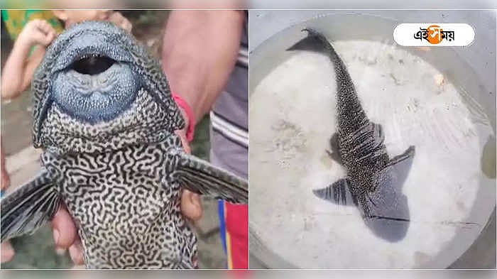 Fish Farming: পাতের মাছে সংকট? পূর্ব মেদিনীপুরে জলাশয়ে দেখা মিলল ...