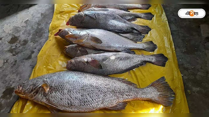 এক জালেই কোটিপতি! মহেশখালীতে ধরা পড়ল ১৫৯টি কালো পোপা মাছ - maheshkhali ...