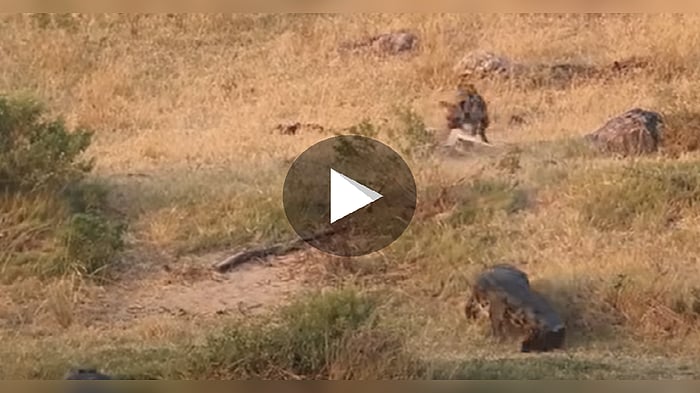 Viral Wildlife Video,ইম্পালাকে এক সঙ্গে হায়েনা, চিতা ও কুমিরের হামলা ...