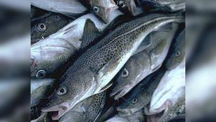 ‘ফিরছে’ কড মাছ, দুশ্চিন্তা কিছু কমল গবেষকদের - cod fish is coming back ...