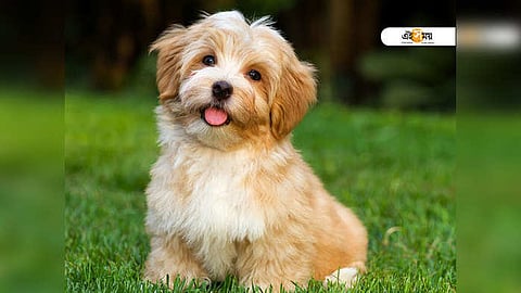 Menga mushukingni yalayman (ruscha video)