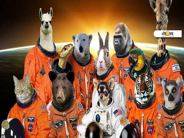 Animals In Space,শুধু মানুষই নয়, মহাকাশে পৌঁছেছিল মাছ থেকে মাছিও ...