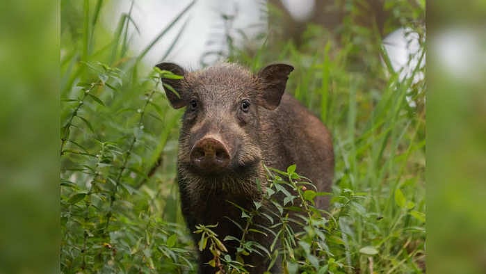 এ কী কাণ্ড! বন্য শূকর পুতিনের নাম বদল - viral wild boar named putin ...