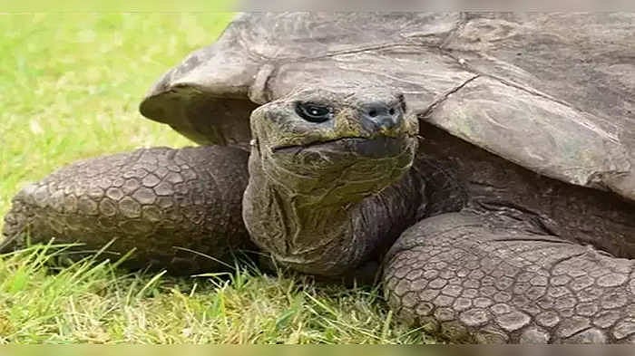 Qattiq jinsi kiygan qizlarning shaxsiy fotosuratlari