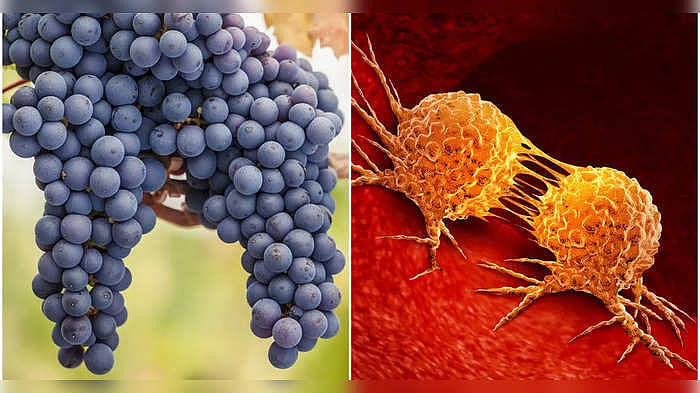 Benefits of Black Grapes: শুধু সবুজ নয়, কালো আঙুরও পুষ্টির খাজানা, বহু ...