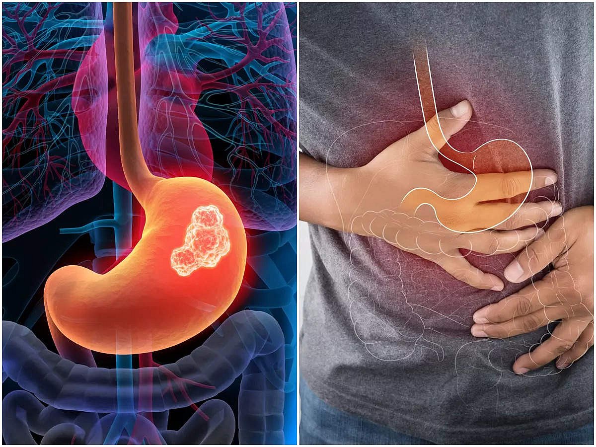 Xotinlarning eng shaggy va katta mushuklari