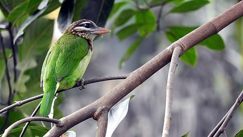 ಮನುಷ್ಯನಿಗೆ ಹಾರುವ ಆಸೆ ಕಲಿಸಿದ ಪಕ್ಷಿಗಳು ಜೀವಜಗತ್ತಿನಲ್ಲಿ ವಿಶೇಷ ಸ್ಥಾನ ಪಡೆದಿವೆ