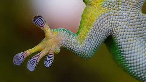 ಹಲ್ಲಿಯ ಪಾದದ ವಿಶಿಷ್ಟ ರಚನೆಯಿಂದಾಗಿ ಅದು ಎಲ್ಲಿ ಬೇಕಾದರೂ ಓಡಾಡಬಹುದು