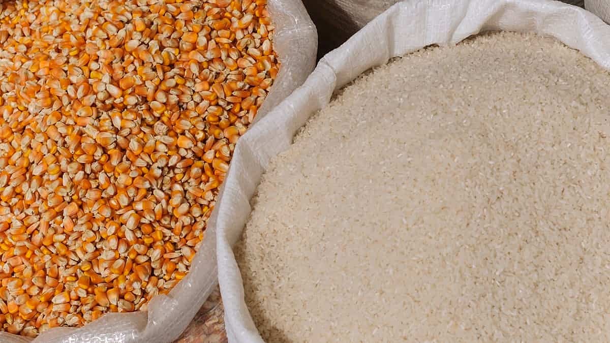 Maize, rice supplies adequate for ethanol blending without hurting food ...