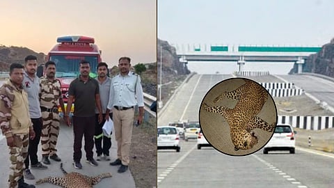 Samruddhi Mahamarg Turns Deadly Again: Leopard Killed in Vehicle Collision, Raising Alarms Over Wildlife Safety