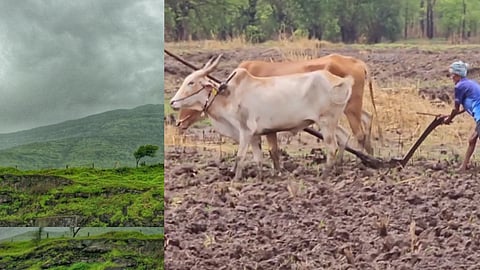 Monsoon: Agriculture Department Urges Farmers Not to Rush Sowing Activities
