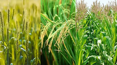 Kharif MSP Hike: Good News for Farmers as Government Increases MSP for Soybean and Cotton