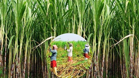 Beed : 843 Women Undergo uterus Before Sugarcane Harvesting