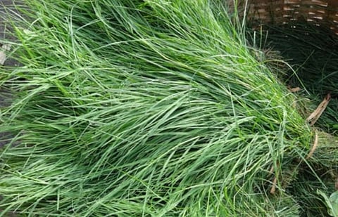 Durva: A Sacred Offering Turned Natural Hair Elixir—Benefits That Will Leave You Amazed!