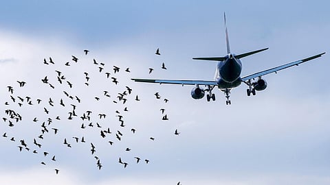 Air India Plane Suffers Bird Hit in Pune; 8 Flights Canceled Including International Routes
