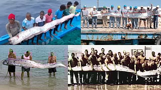 Doomsday Fish: Mystical Oarfish Found in India: Harbinger of Chaos or Coincidence? 