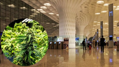 Mumbai Airport Bust: 33 kg of Hydro Cannabis Seized, Eight Arrested