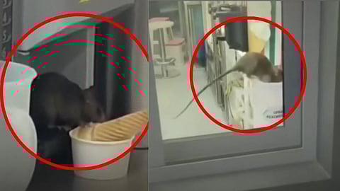 Shocking Video: Rat Spotted Roaming Inside Ice Cream Shop at Seawoods Mall in Navi Mumbai