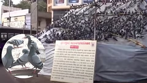 High Court to Hear Dadar Kabutarkhana Case Today