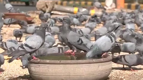 ₹1.32 Lakh Collected in Fines for Feeding Pigeons Between July 1 and August 11