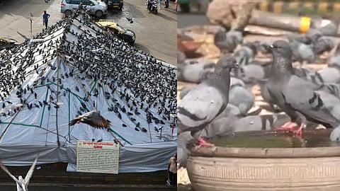 Kabutar Khana: Jain Community Hunger Strike Against Pigeon Feeding Ban from Today