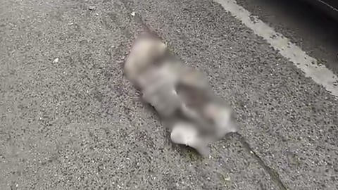 Human Skeleton Found on Pune Street?