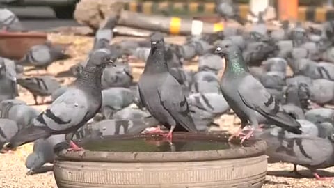 Bandra : Case Registered Against Four People for Feeding Pigeons