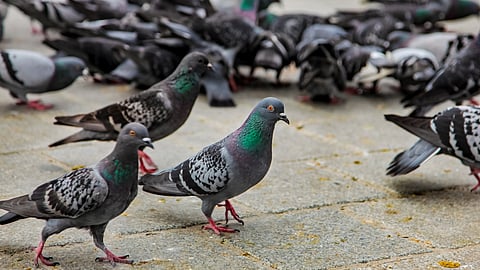 Jain Community Holds Prayer Meeting for Deceased Pigeons