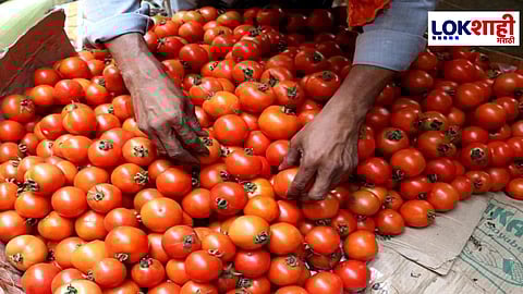 Tomatoes in Pakistan Reach ₹600 per Kg, Prices Surge by 400%